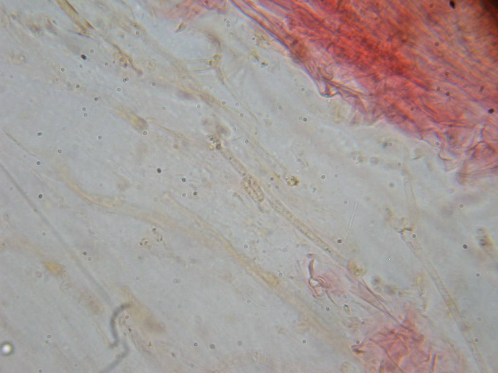 Stranezza micologica.... Quiz MINI